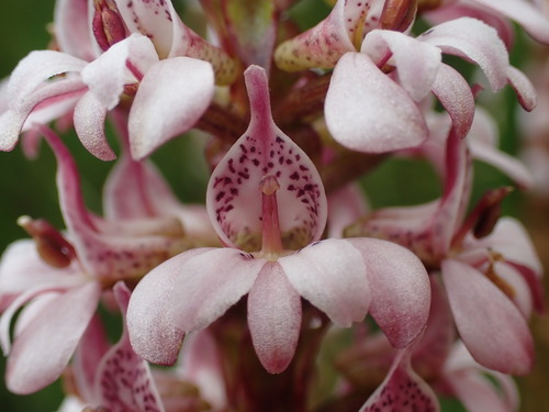 Image of Satyrium rhynchanthum by (c) Ren Hoekstra, some rights reserved (CC BY)