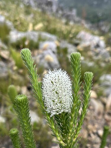 White Candlestick (Stilbe albiflora)