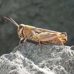 Calliptamus italicus