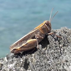 Calliptamus italicus