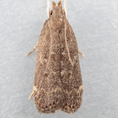 Helcystogramma melantherella