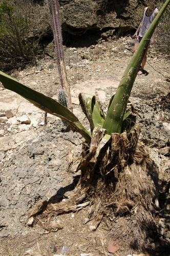 Agave karatto