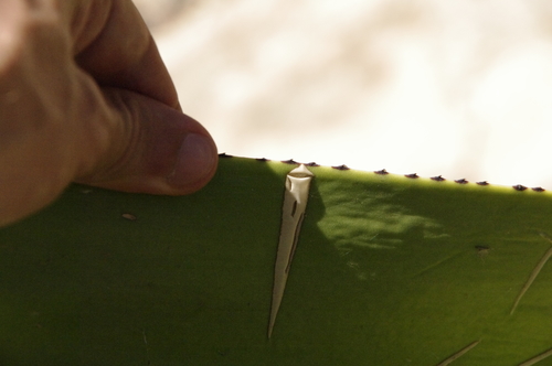 Agave karatto