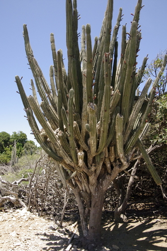 Cereus repandus