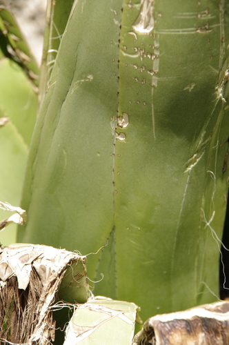 Agave karatto