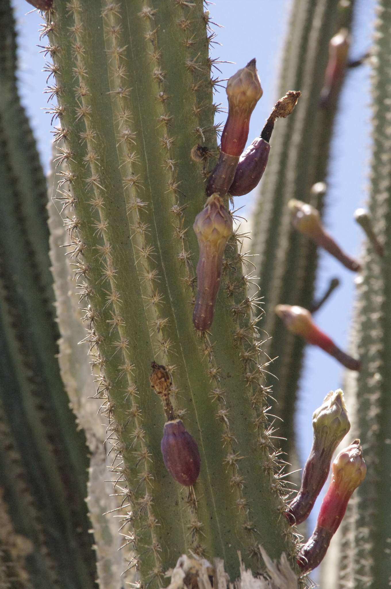 Cereus repandus