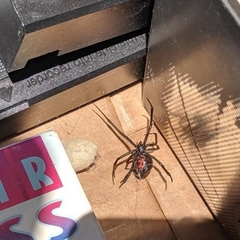 Latrodectus hesperus