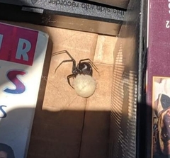 Latrodectus hesperus