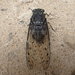 Robust Cicada - Photo (c) 茶棚, some rights reserved (CC BY-NC-SA), uploaded by 茶棚