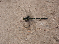 Sieboldius albardae
