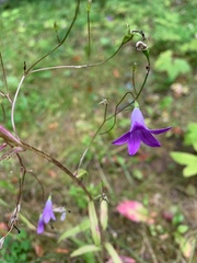 Campanula patula