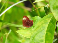 Abisara saturata kausambioides