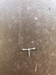 Amblyptilia pica