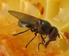 Chrysosyrphus latus