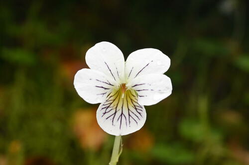 Viola filicaulis