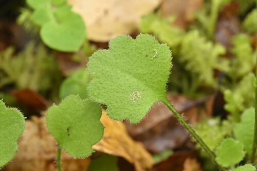Lagenophora strangulata Colenso