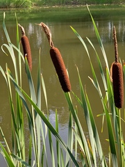 Typha latifolia