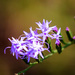 Sandhill Blazing Star - Photo (c) Melissa McMasters, some rights reserved (CC BY)