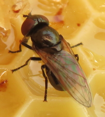 Chrysosyrphus latus