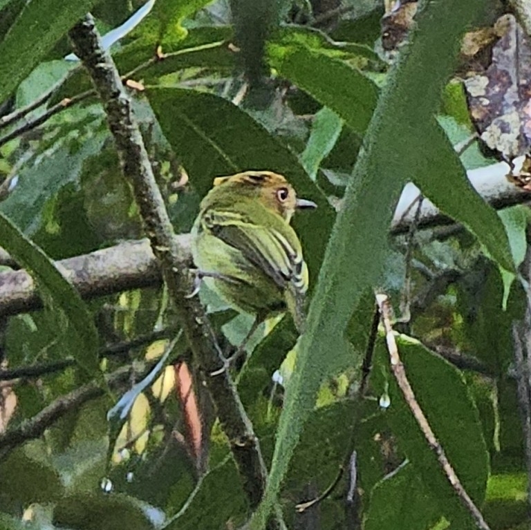 Scale-crested Pygmy Tyrant (Lophotriccus pileatus), photo 2