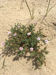 Erodium cicutarium dunense