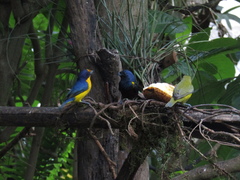Euphonia pectoralis