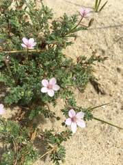 Erodium cicutarium dunense
