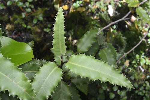 Olearia ilicifolia Hook.fil.