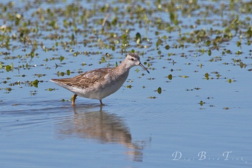 Wilson's Phalarope