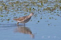 Wilson's Phalarope photo 6