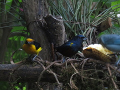 Euphonia pectoralis