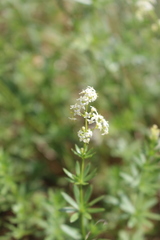 Galium pumilum