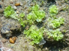 Fossombronia wondraczekii