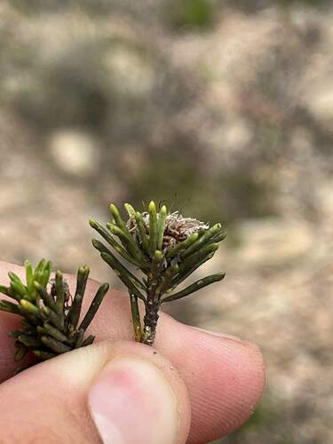 Image of Agathosma gonaquensis by (c) Ren Hoekstra, some rights reserved (CC BY)