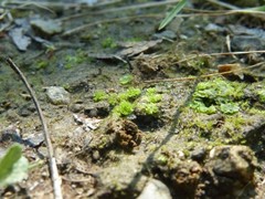 Fossombronia wondraczekii