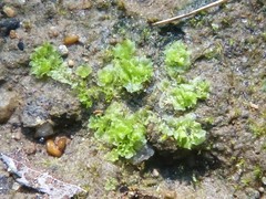 Fossombronia wondraczekii