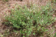 Galium pumilum