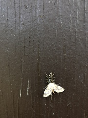 Elophila icciusalis