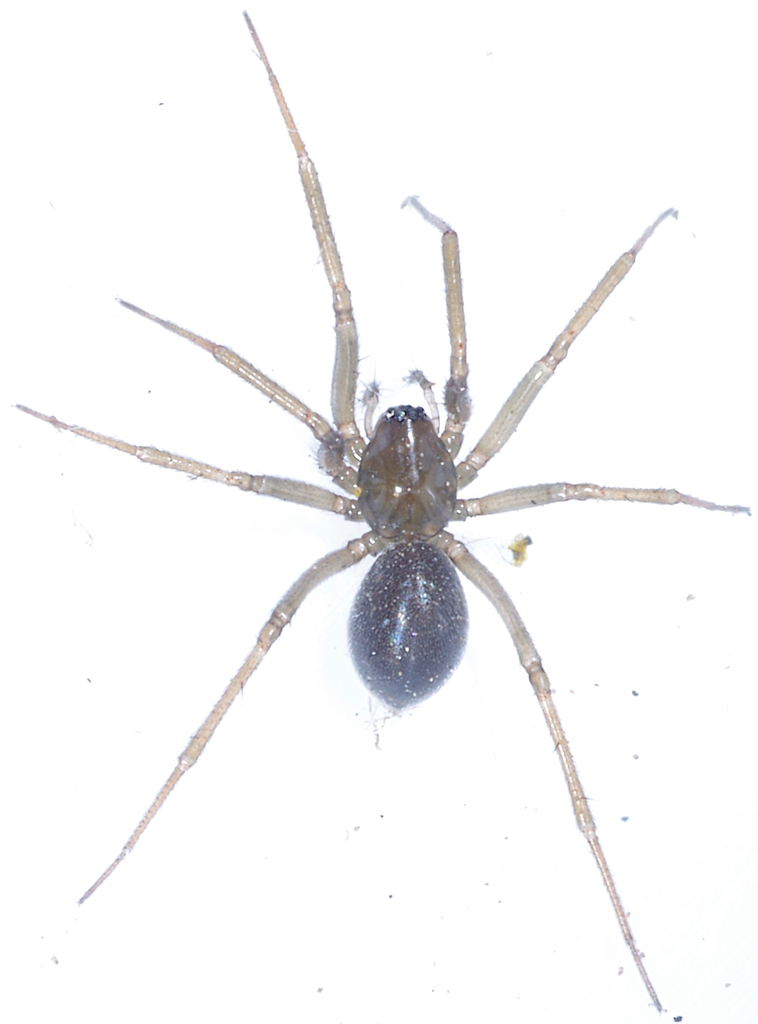 Tallusia experta