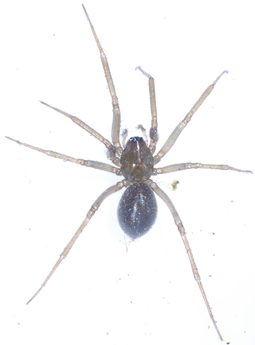 Tallusia