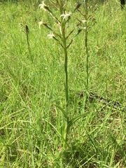 Habenaria nyikana nyikana