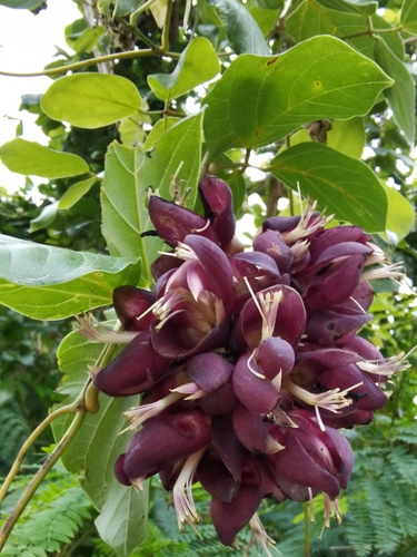 Mucuna membranacea iNat (1)