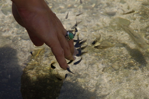 Vandepoll's molly (Poecilia vandepolli) — Poeciliidae
