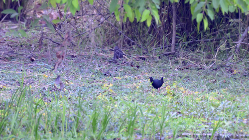 Black Crake
