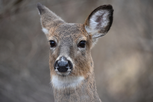 White-tailed Deer photographed in Rhode Island