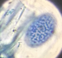 Scutellinia olivascens