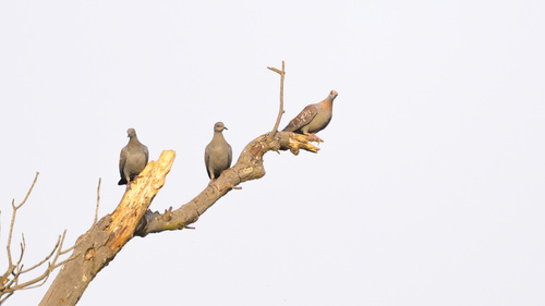Speckled Pigeon