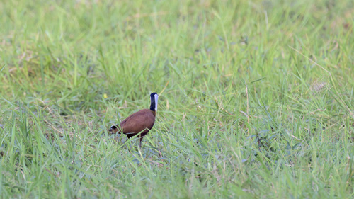 African Jacana