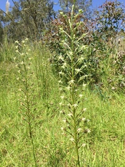 Habenaria nyikana nyikana