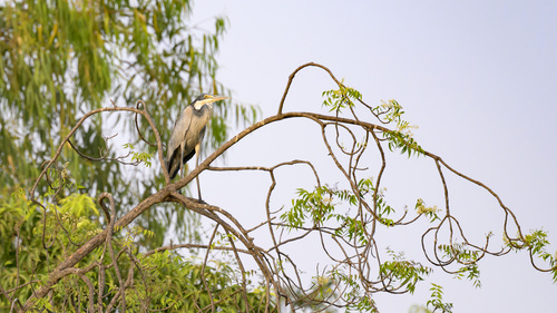 Black-headed Heron